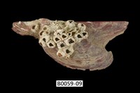 藏品(朱紅鶯蛤)的圖片